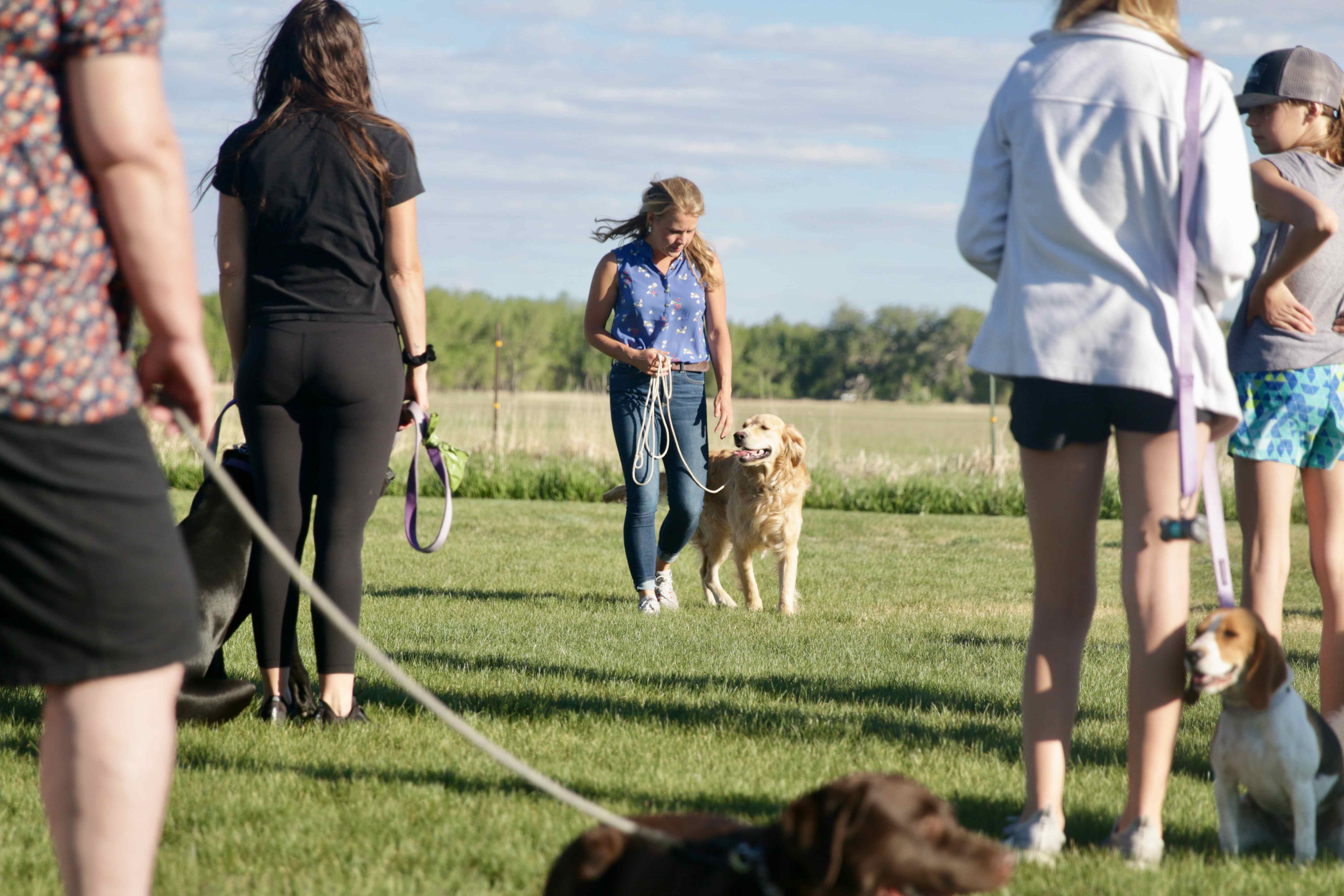 Group class participant working with golden retriever in Greeley Colorado dog training