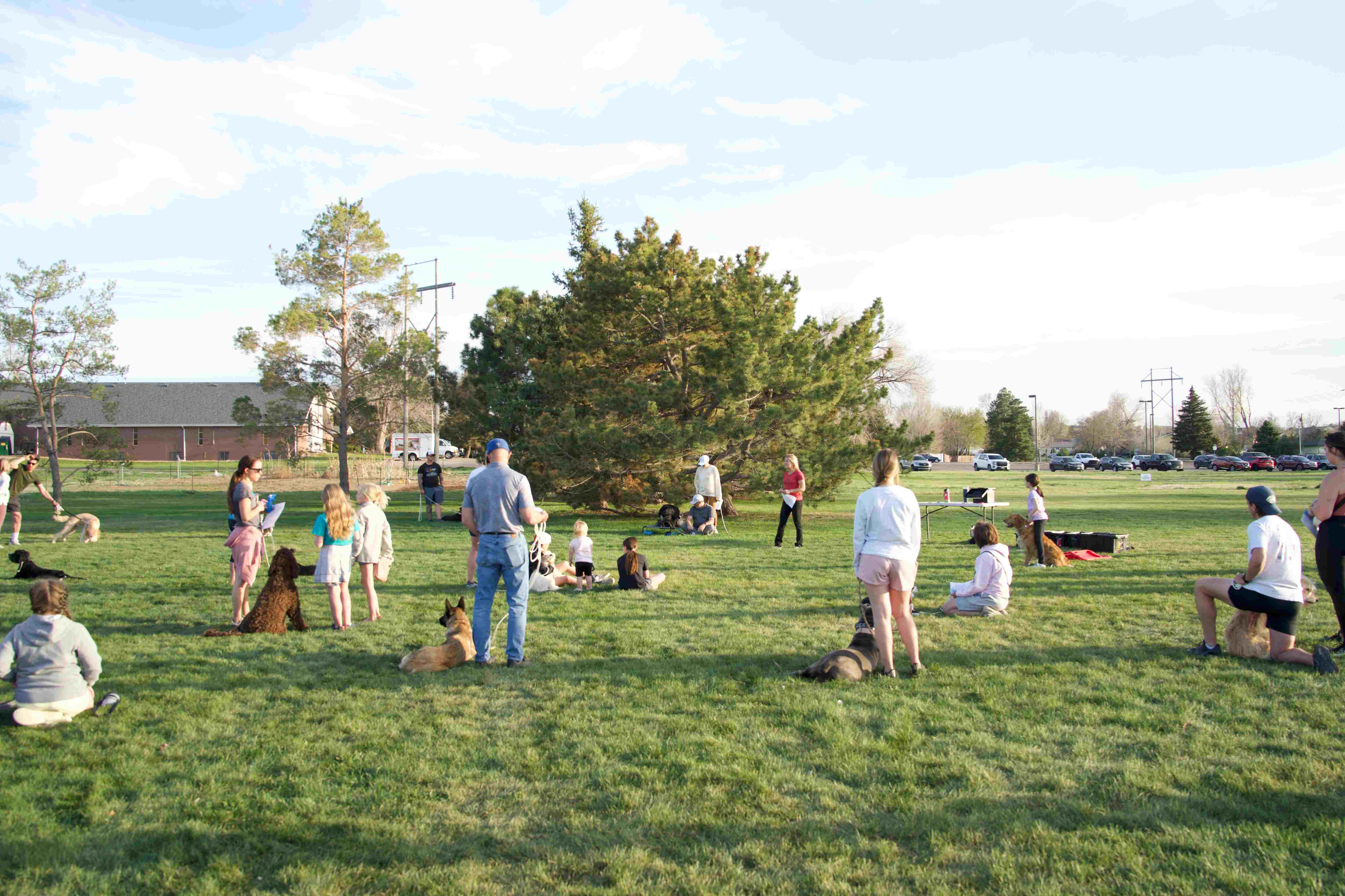 Large group training session with multiple dogs and owners practicing in outdoor setting