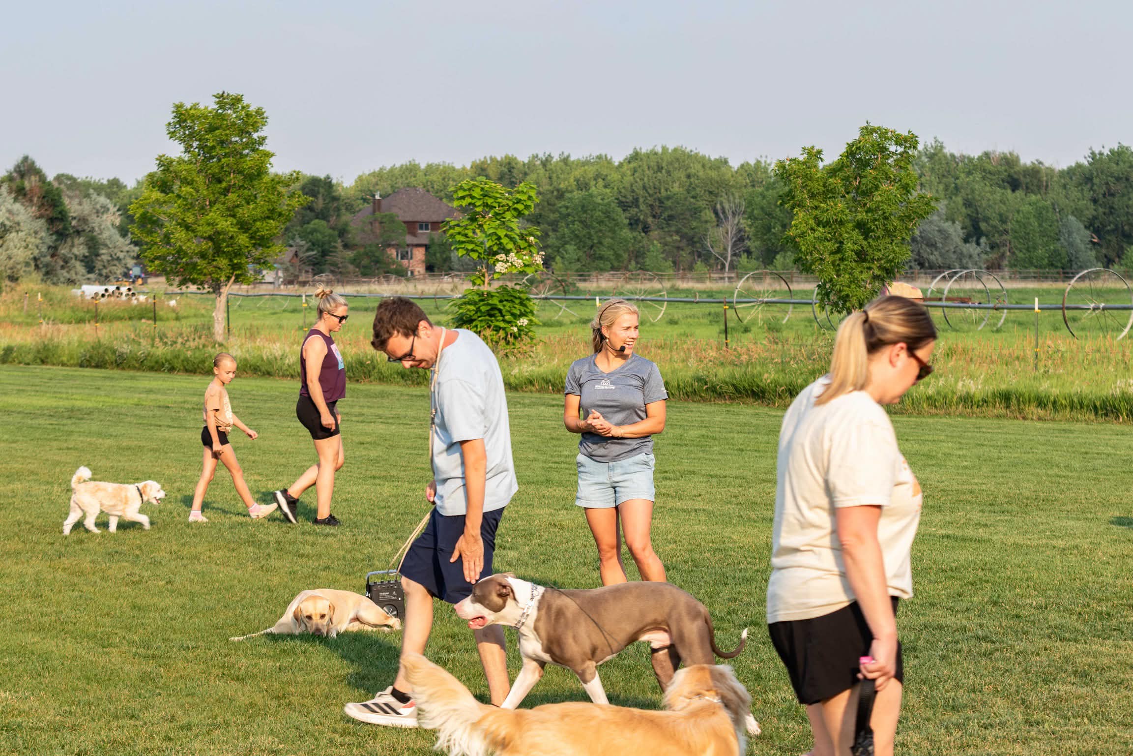 Large group dog training session in Northern Colorado with multiple dogs practicing outdoors