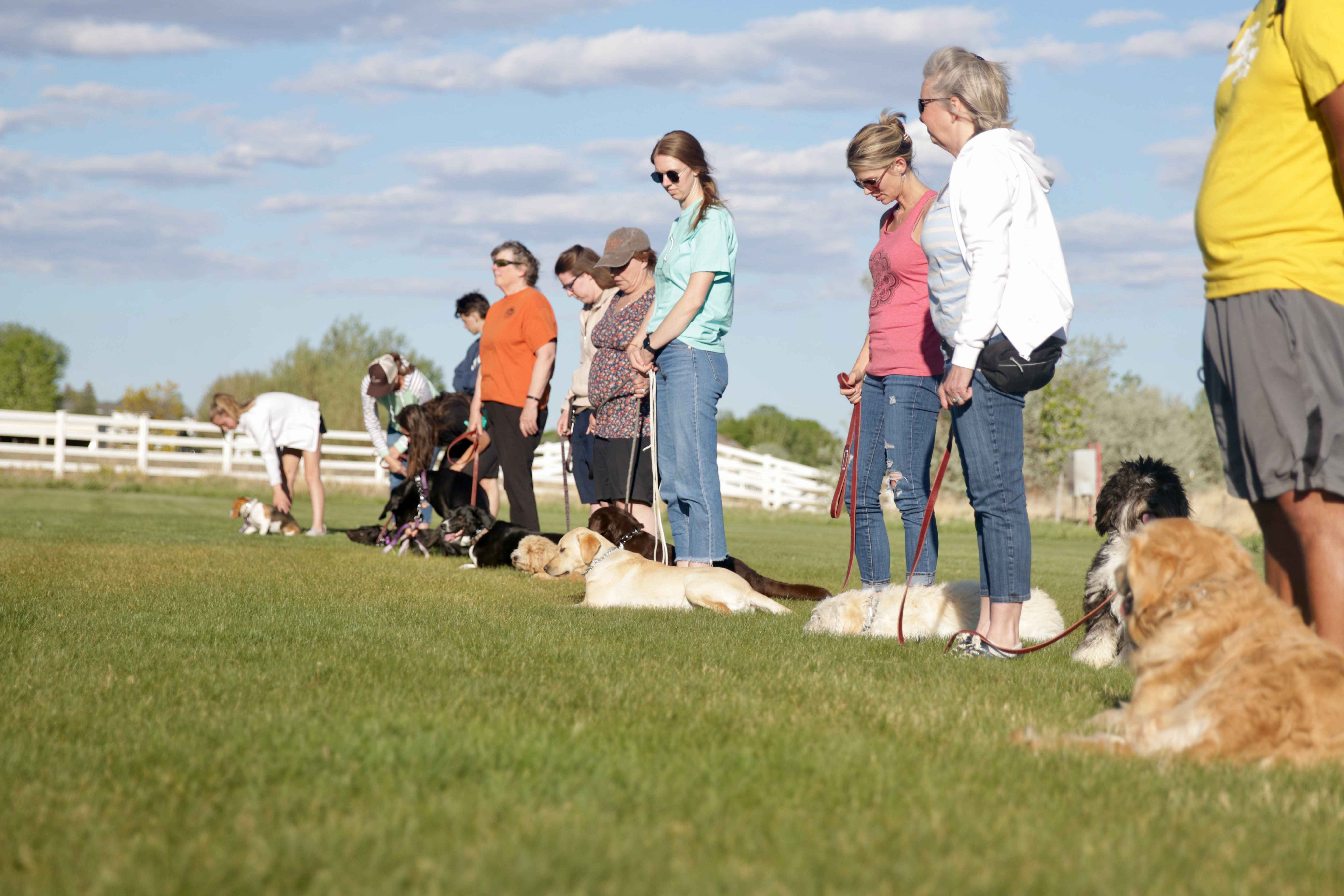 Group class practicing down-stay command with multiple dogs lying down while owners stand nearby