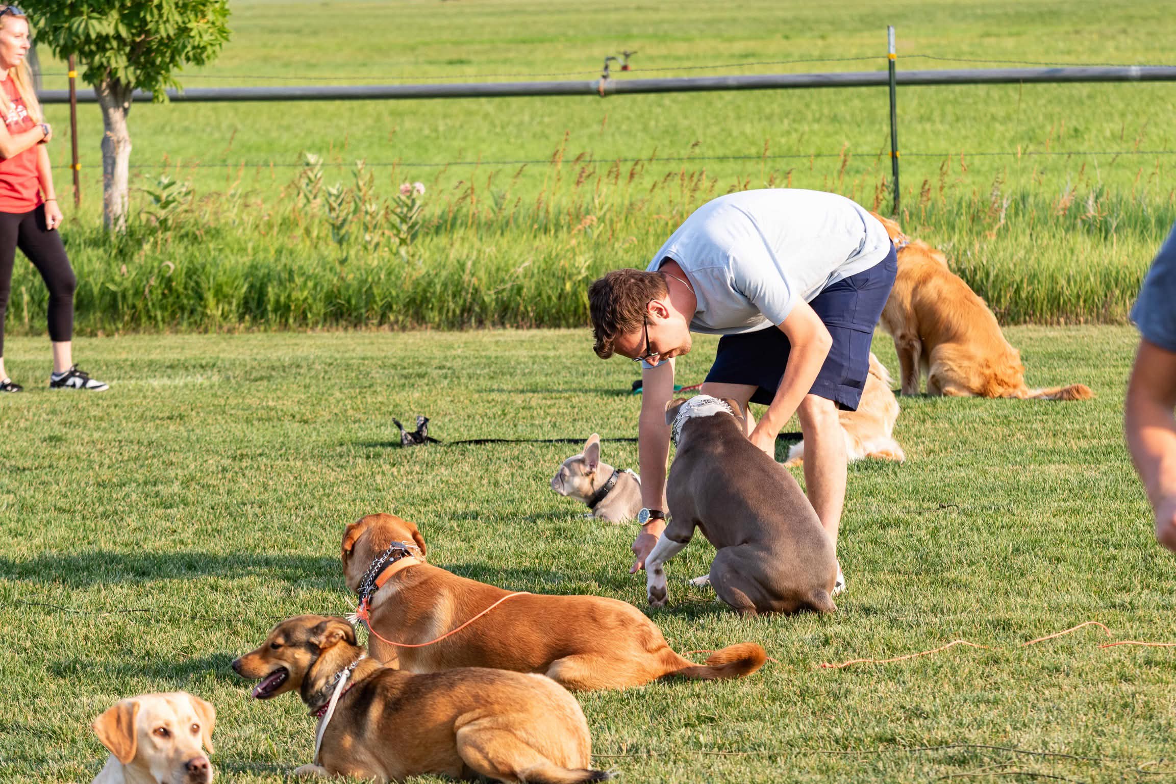 Group dog training class in Greeley Colorado with multiple dogs and owners in outdoor park setting