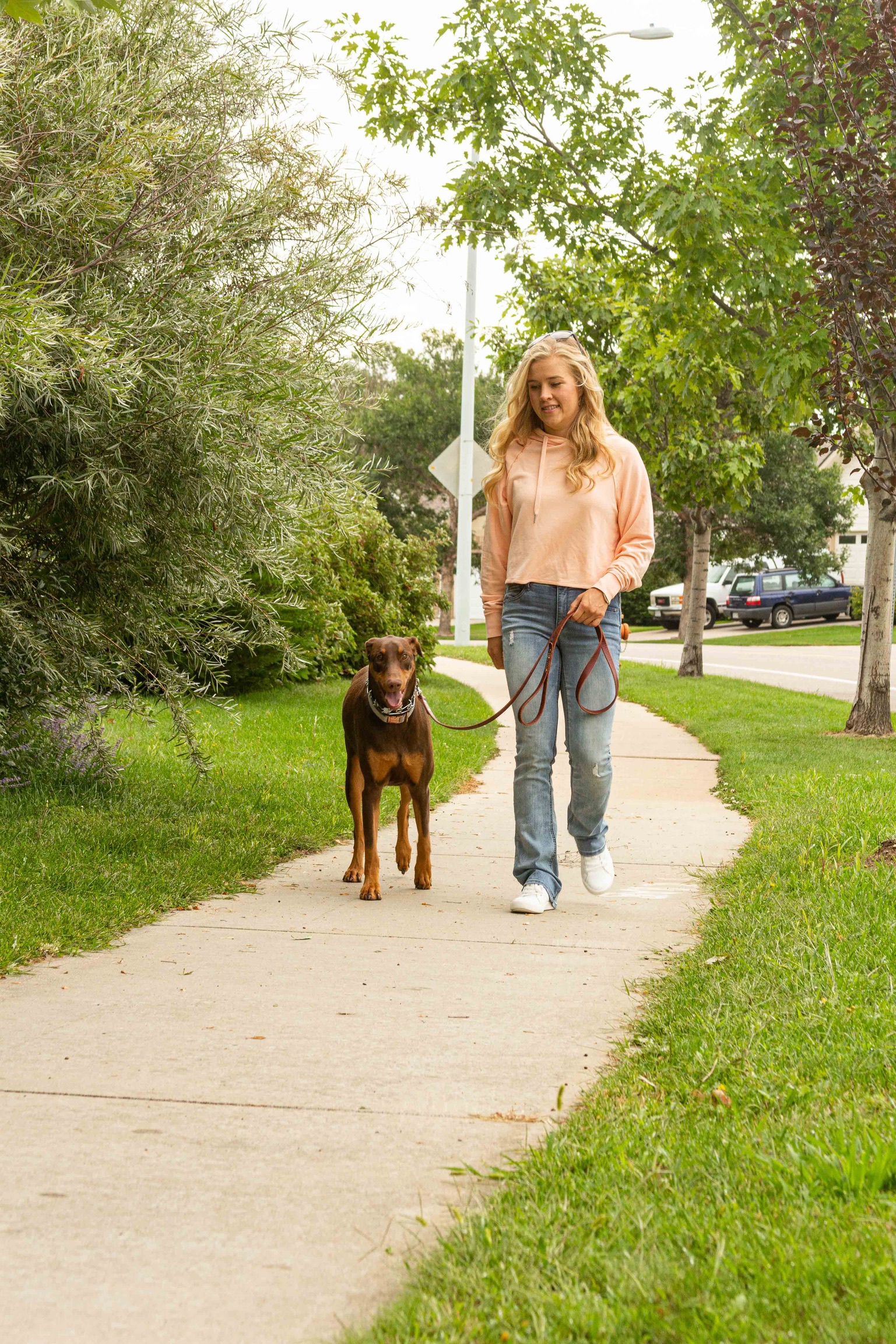 Dog walking calmly on a loose leash, trained for the Fort Collins Colorado lifestyle